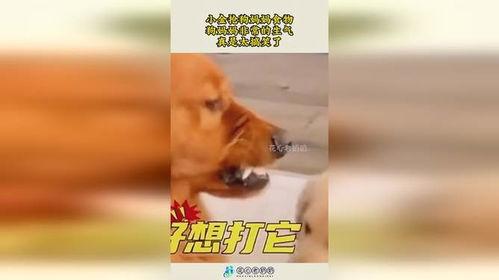 娱乐吃瓜酱中狗妈,娱乐吃瓜酱中的神秘力量