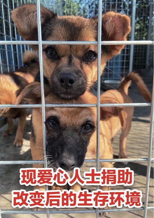 娱乐吃瓜酱中狗妈,娱乐吃瓜酱中的神秘力量