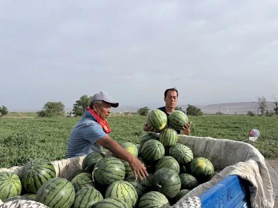 西瓜落地什么意思娱乐圈吃瓜,从西瓜落地看“吃瓜”文化盛行