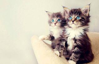 娱乐吃瓜小猫咪视频