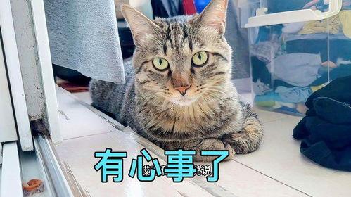 娱乐吃瓜小猫咪视频