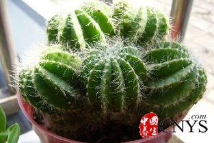 仙人掌吃瓜娱乐,仙人掌与瓜果的奇幻娱乐之旅