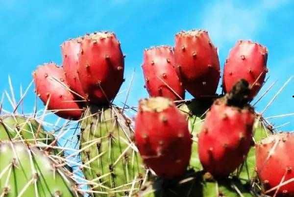 仙人掌吃瓜娱乐,仙人掌与瓜果的奇幻娱乐之旅