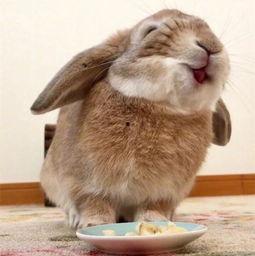 娱乐吃瓜小兔兔,小兔兔的吃瓜日常